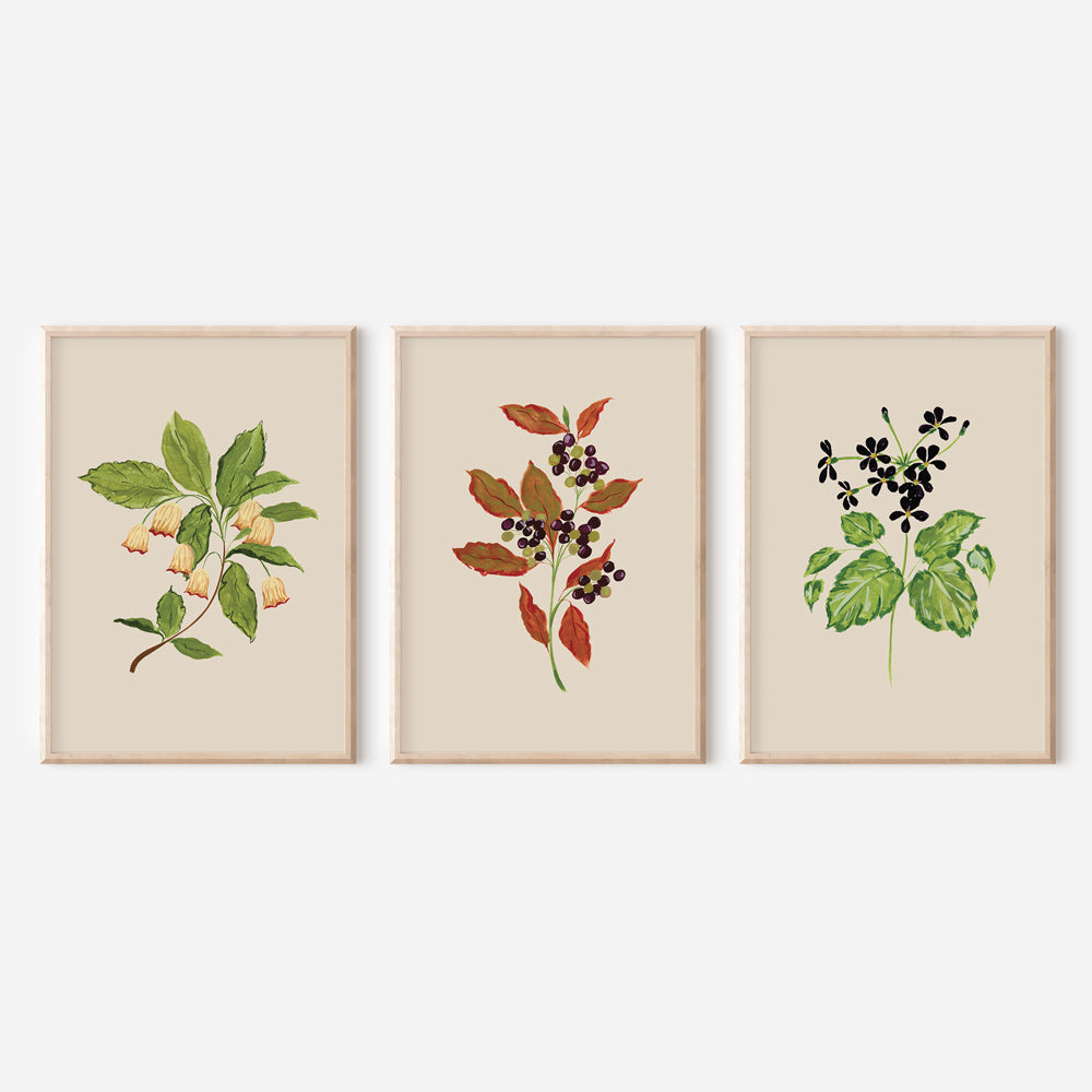 cottage inspired set of 3 botanical flower prints 