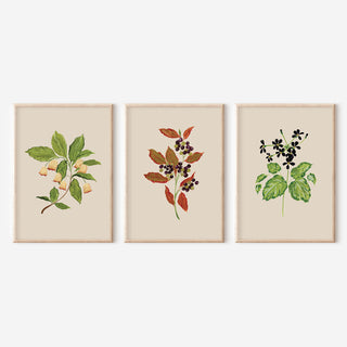 cottage inspired set of 3 botanical flower prints 